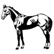 HORSE018