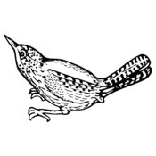 BIRD041